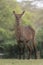 Waterbuck Female at Lake Naivasha