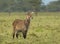 Waterbuck female in swamp at lake Nakuru