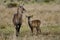 Waterbuck female with young, Masai Mara