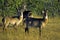 Waterbuck Females  11152