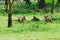 Waterbuck females