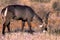 Waterbuck Grazes  10555