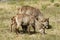 Waterbuck grazing