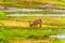 Waterbuck grazing along the Letaba River in Kruger National Park