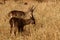 Waterbuck Grazing in the Savannah