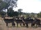 Waterbuck herd