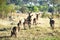 Waterbuck herd