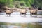 waterbuck herd crossing shallow river