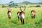 Waterbuck herd, Kidepo Valley NP (Uganda)