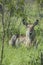 Waterbuck (Kobus ellipsiprymnus)