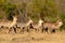 Waterbuck (Kobus ellipsiprymnus)