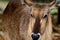 Waterbuck Kobus ellipsiprymnus Close-up of face with grasslan