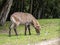 Waterbuck, Kobus ellipsiprymnus, is a large African antelope, staying by the water