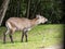 Waterbuck, Kobus ellipsiprymnus, is a large African antelope, staying by the water