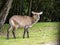 Waterbuck, Kobus ellipsiprymnus, is a large African antelope, staying by the water