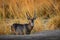 Waterbuck, Kobus ellipsiprymnus, large antelope in sub-Saharan Africa, detail face portrait. Nice African animal in the nature