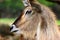 Waterbuck Kobus ellipsiprymnus profile view. Close-up of face
