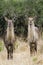 Waterbuck in Kruger National park