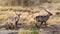 Waterbuck in Kruger National park