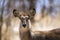 Waterbuck in Kruger National park