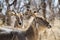 Waterbuck in Kruger National park