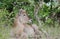 Waterbuck, Kruger National Park, South Africa