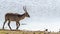 Waterbuck in Kruger National park, South Africa