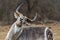 Waterbuck in Kruger National park, South Africa