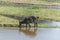 Waterbuck in Kruger National Park, South Africa