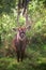 Waterbuck, Lake Nakuru National Park, Kenya