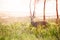 Waterbuck, large antelope in the bog of Kenya park