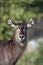 The waterbuck large antelope sub-Saharan Africa.Face front view