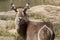 Waterbuck, Madikwe Game Reserve