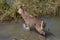 Waterbuck, Madikwe Game Reserve