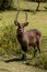 Waterbuck male in Africa wild nature forest
