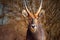 Waterbuck male close up in long grass. Etosha National Park, Namibia.