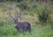 Waterbuck male at the Kruger National Park