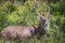 Waterbuck male in Lake Nakuru National Park ,Kenya.safari