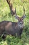 Waterbuck male in Lake Nakuru National Park ,Kenya.safari