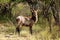 Waterbuck male with long horns in Kruger National park. Autumn.