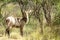 Waterbuck male with long horns in Kruger National Park. South Africa.