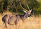 Waterbuck, Male. South Africa