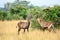 Waterbuck males