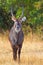 Waterbuck in Nakuru Park