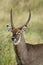 Waterbuck portrait