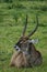 Waterbuck resting in green grass