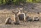 Waterbuck resting in Kruger NP