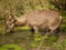 Waterbuck in river