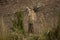 Waterbuck in the river bank, kruger bushveld, Kruger national park, SOUTH AFRICA