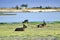 Waterbuck on the riverbank